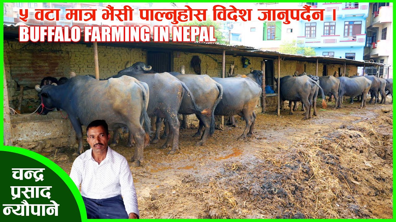भैंसी पालनमा मज्जाले आम्दानी गर्न सकिन्छ । मासिक डेढ दुई लाख कमाउन विदेश जानै पर्दैन । BUFFALO FARM