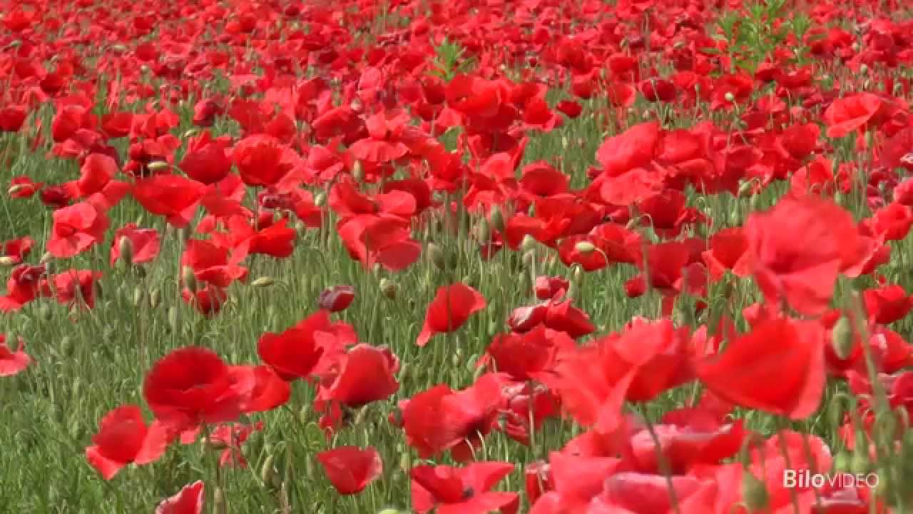 In un campo di papaveri rossi...