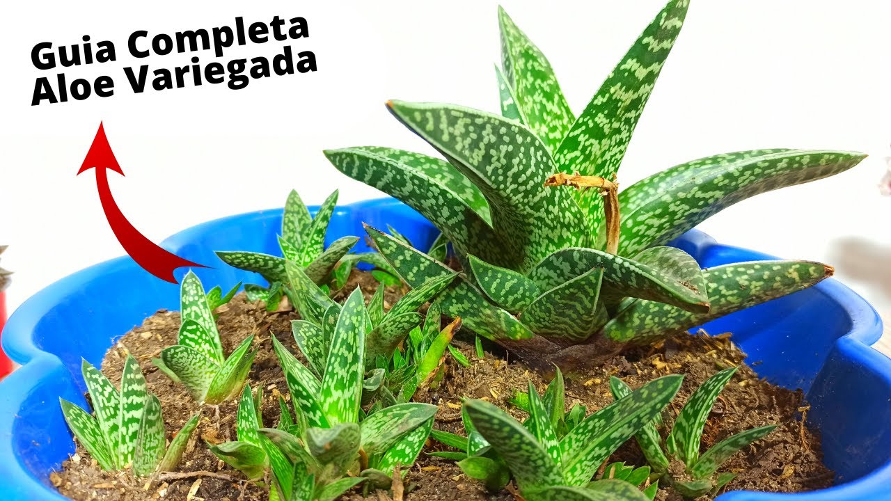 Guia Completa ALOE VARIEGADA