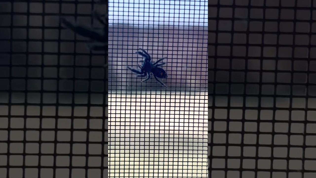 Spider #bug #pets #fishtank #fish #fishing #edit #yt #ytshorts #youtube #shorts #music