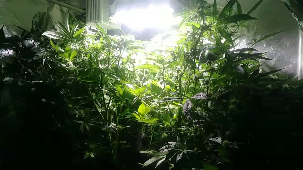 Cultilux house&garden golden tree essentials13 mad farmer b1 mammothp