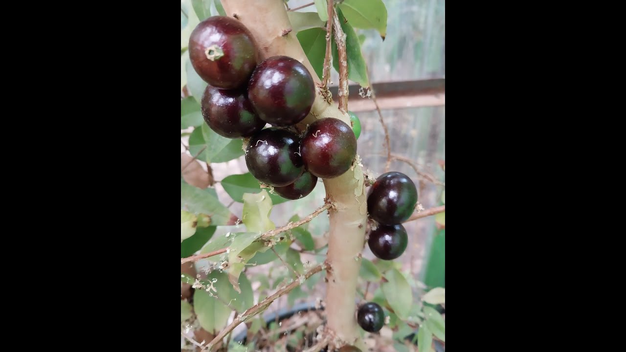 Tier 3 Fruit Trees!  10 Fruit Trees that LOVE Humidity!