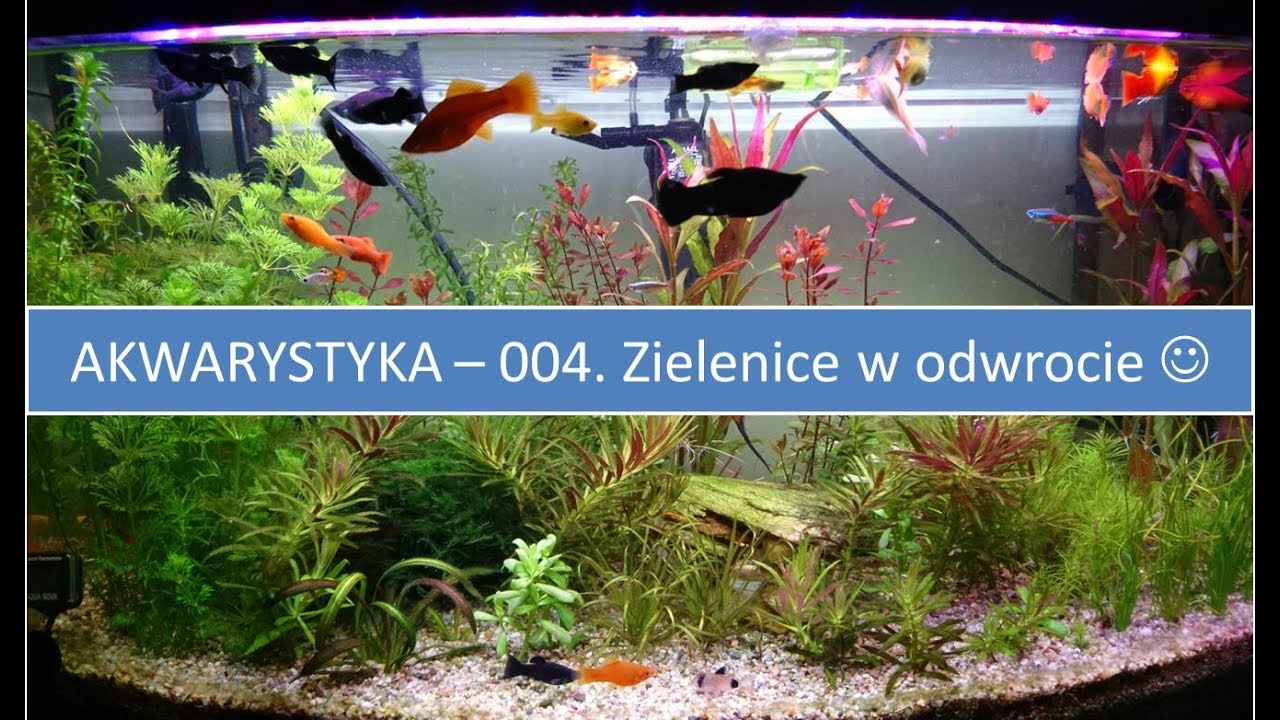 Akwarystyka - 004. Zielenice w odwrocie w 112L :)?