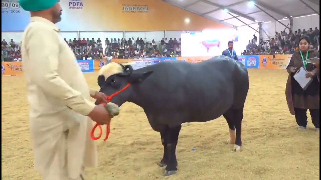 pdfa mela jagraon 2026 nili ravi