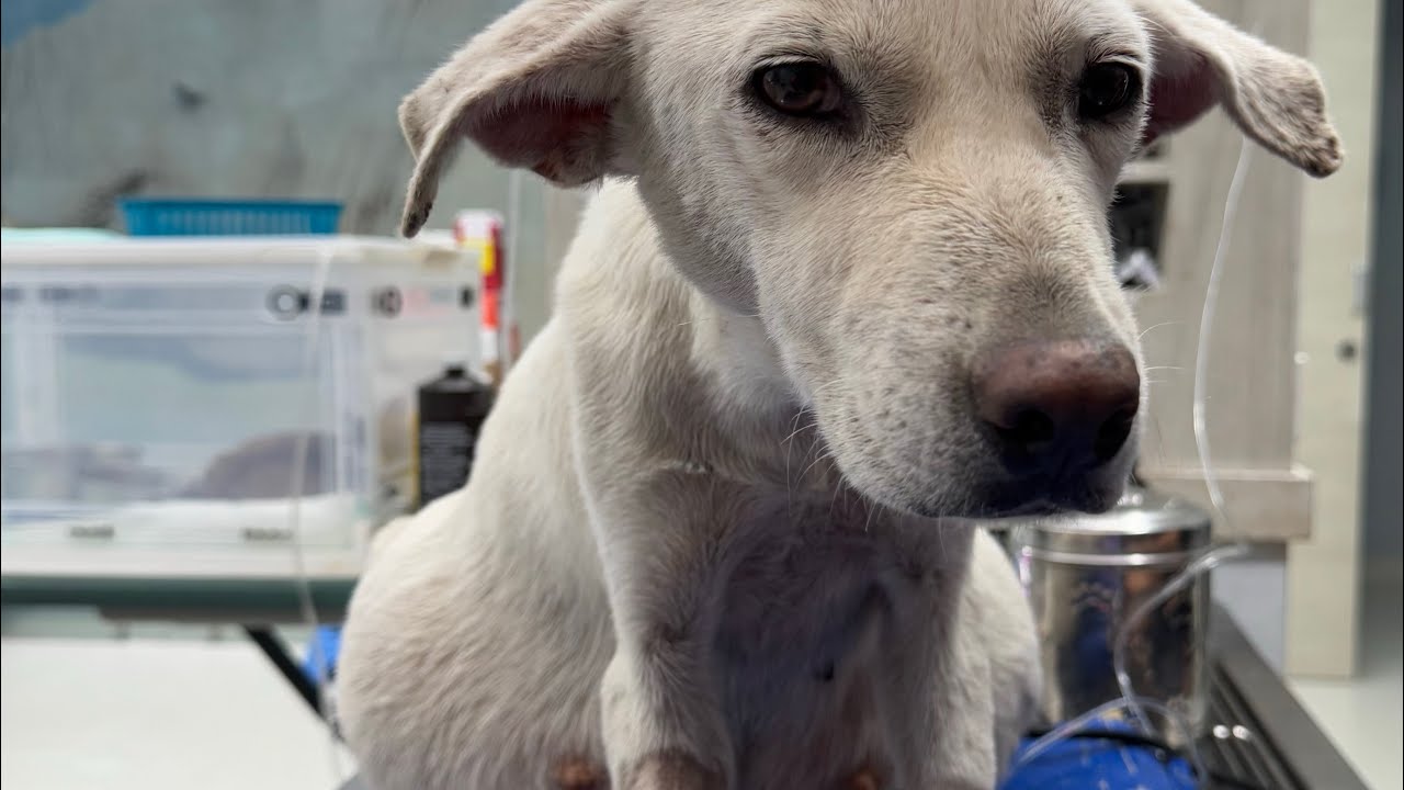 ¿Conoces la historia de Macarena? 🐶🇪🇸