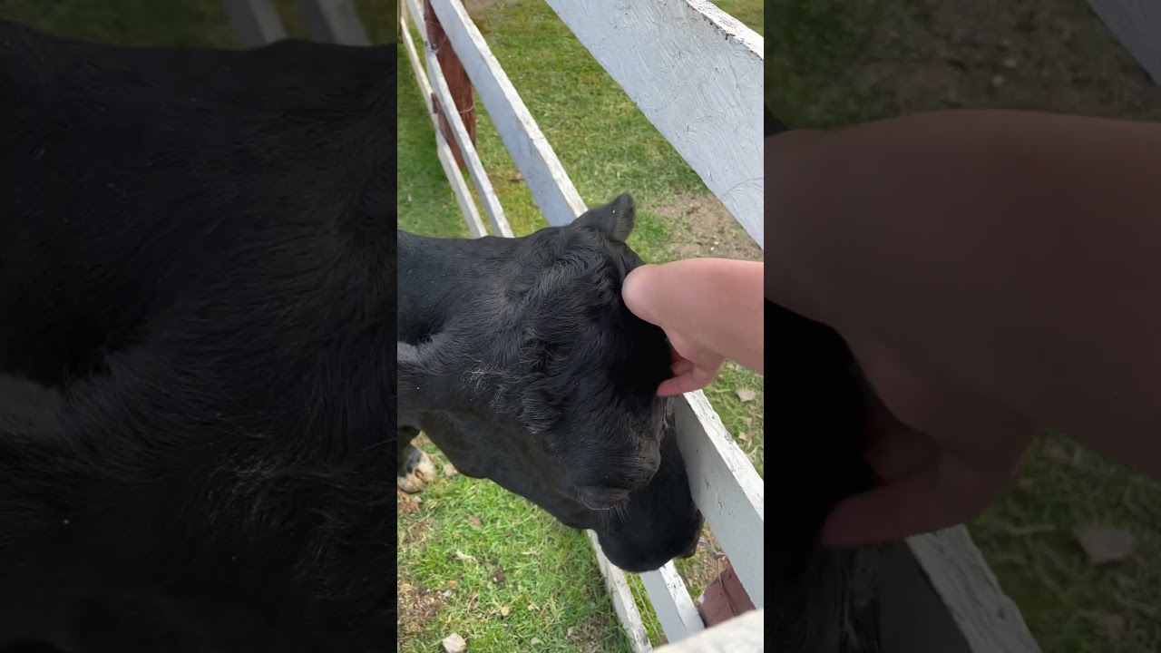 Mini Vaca 🐄 🐮.  #vaca #minivaca