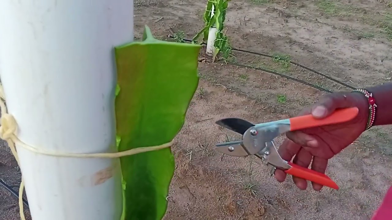 How to Graft Dragon Fruits, Easy, No Sophisticated Tools || Sourcecode Organics