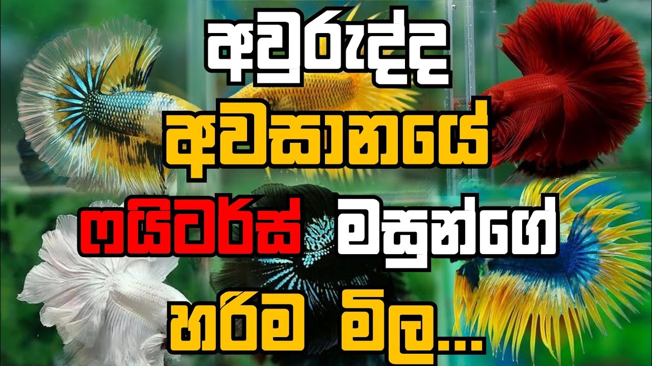 අවුරුද්ද අවසානයේ ෆයිටර්ස් මසුන් වර්ගවල හරිම මිල | Betta fish price in Sri lanka 2023