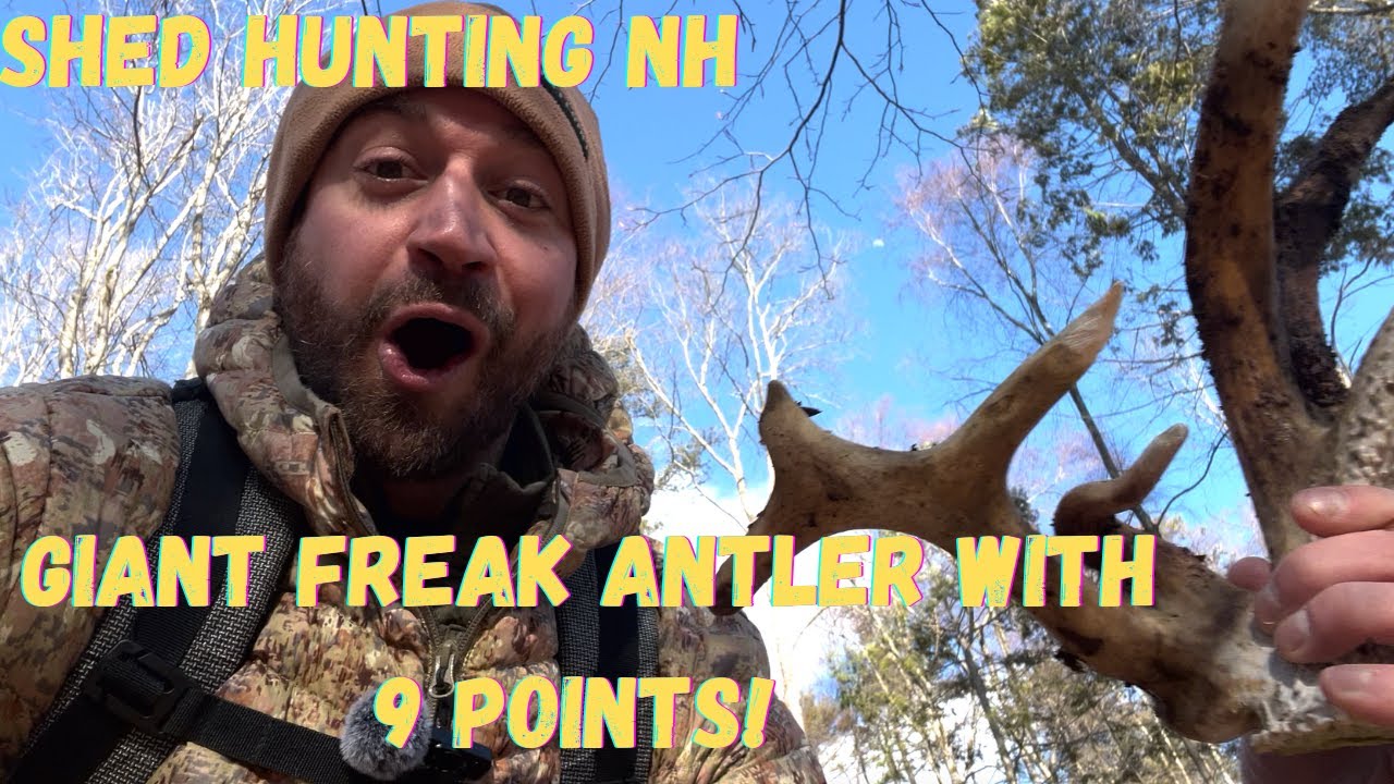 I Found A Giant Nontypical....Shed Hunting In NH!