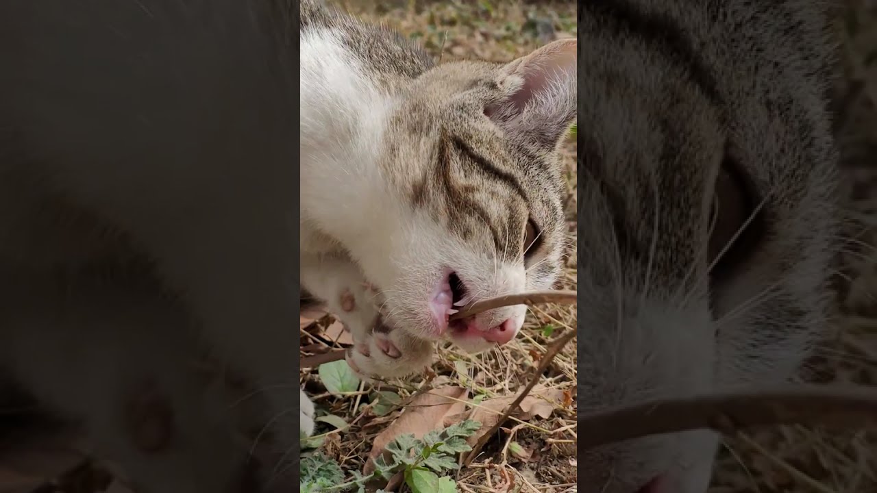 Your daily dose of littermate serotonin.