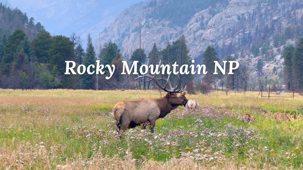 [4K] Rocky Mountain NP | Large Herd of Elks at Moraine Park
