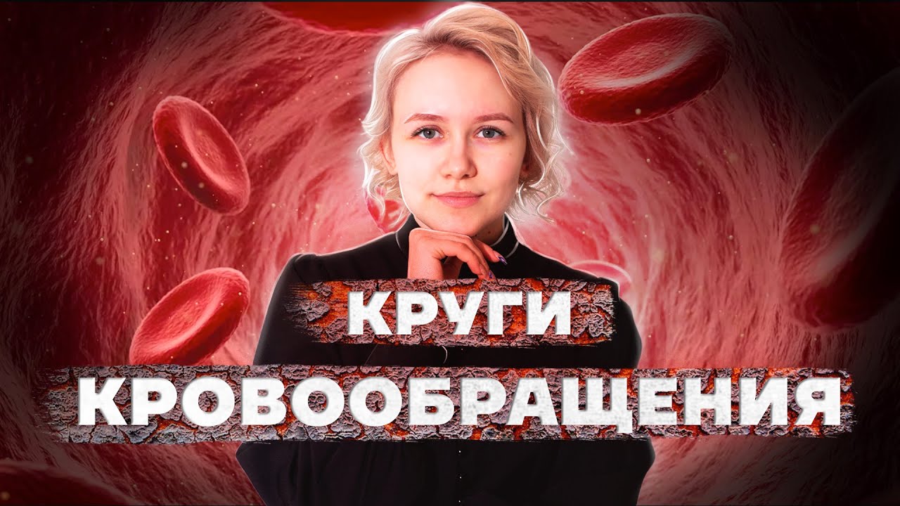 КРУГИ КРОВООБРАЩЕНИЯ | Кровеносная система человека | ОГЭ по биологии | Задание 17| Умскул