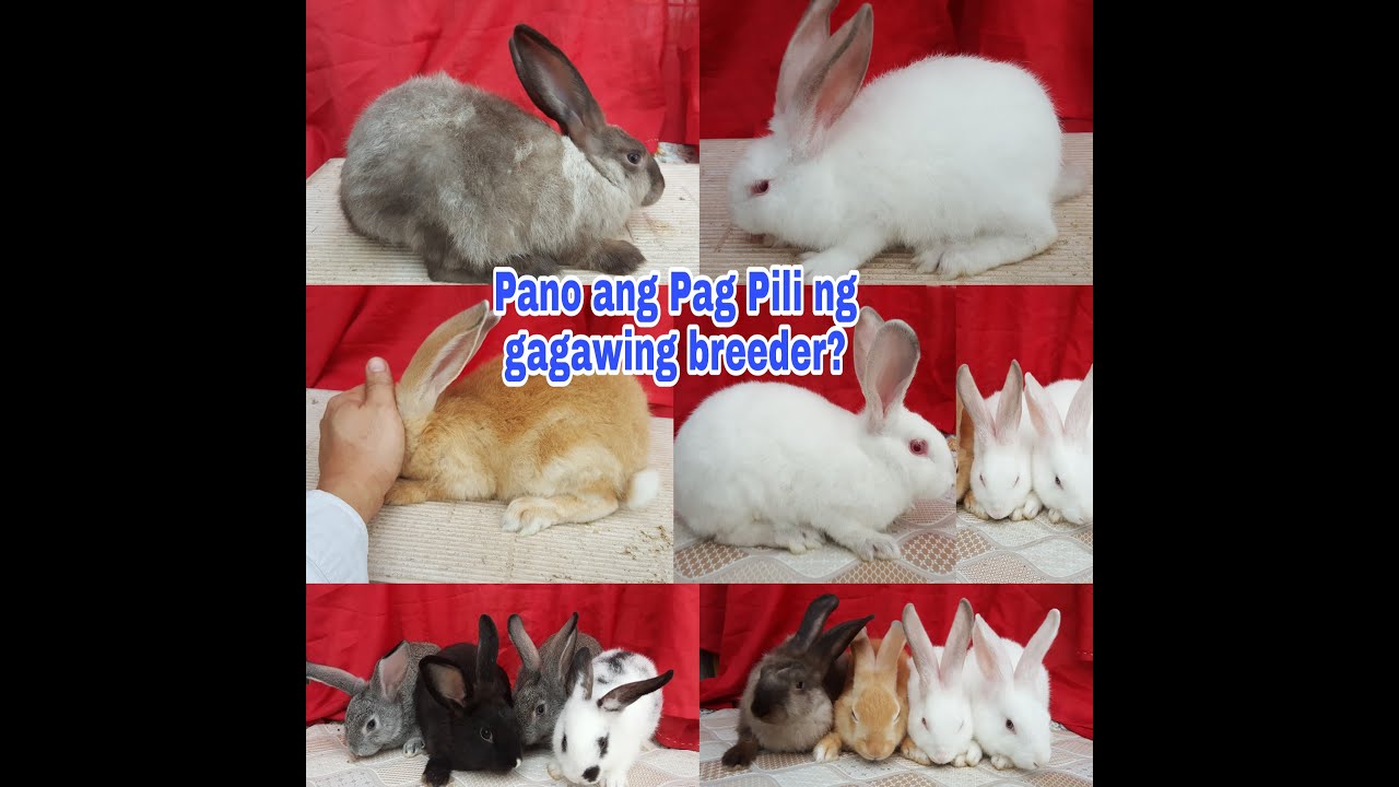 Pano pumili ng gagawing breeder?