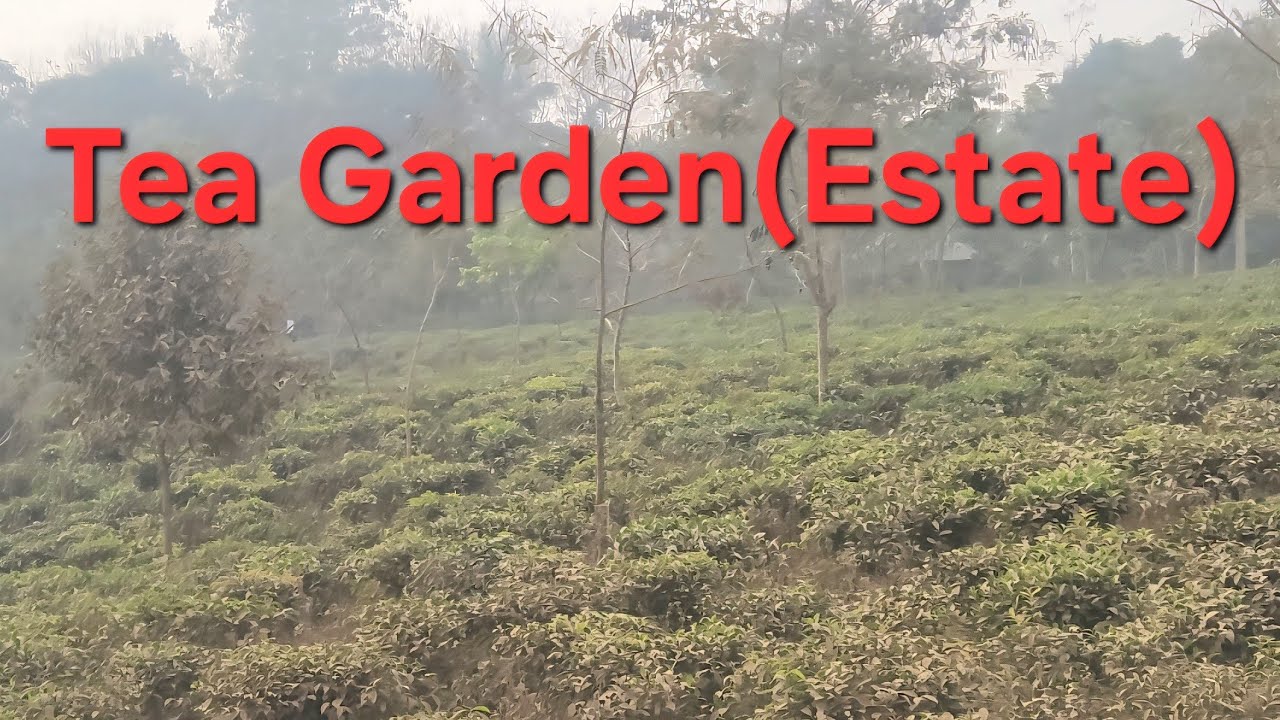 NICE TEA GARDEN. // CUTE TEA PLANTS. // BEAUTIFUL SITE SCENERY 👌 