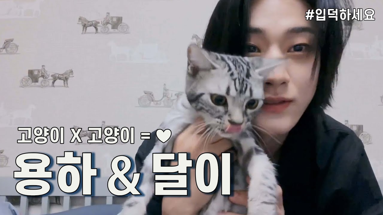 [위아이 용하] 고양이X고양이=사랑♡