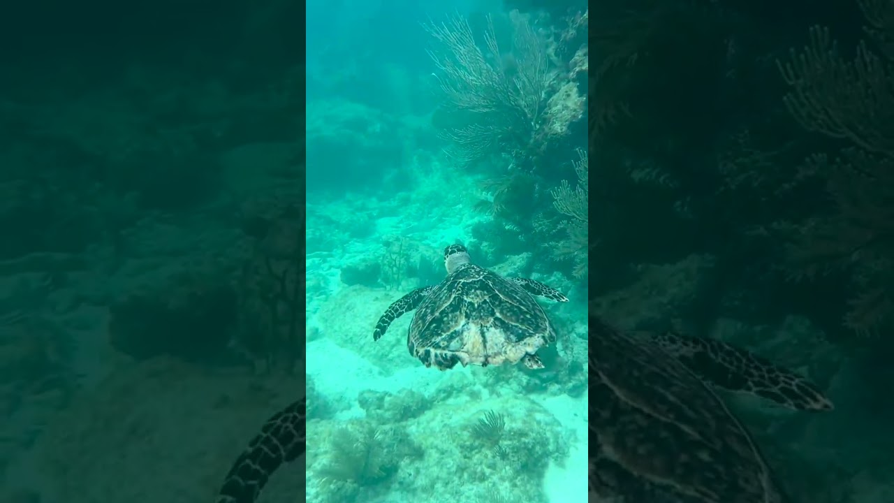 Diving With Sea Turtles At John Pennekamp Coral Reef State Park