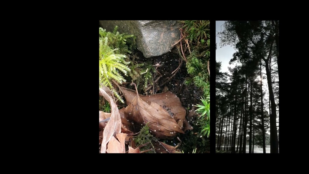 How to be a forest (2024; 15 minute version, audiovisual)