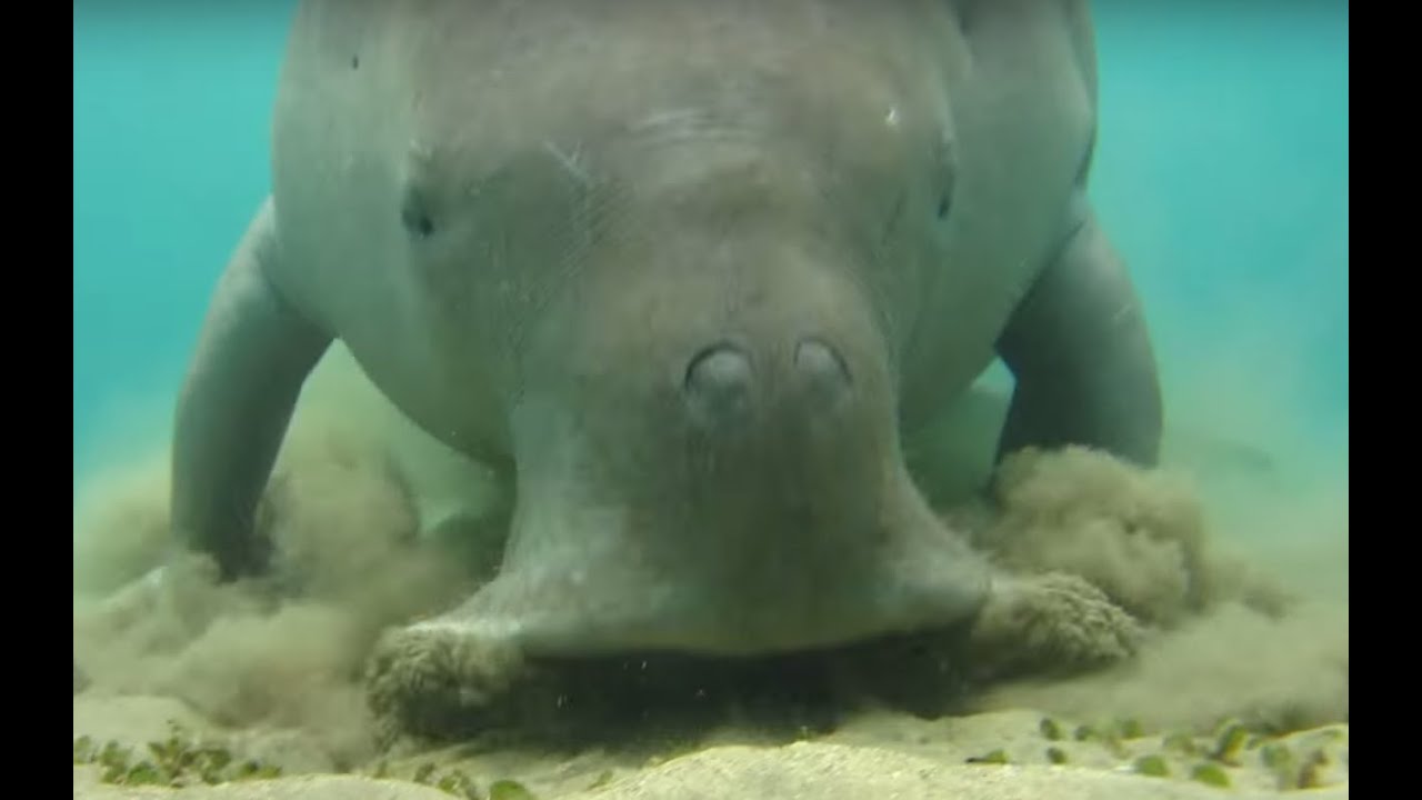 Dugong dugon(sea cow) digging sea grass