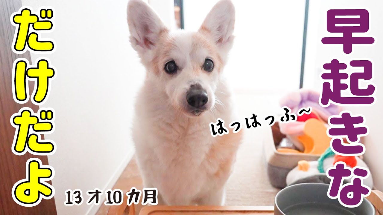 なぜか夜鳴きしなくなったシニア犬のモーニングルーティン