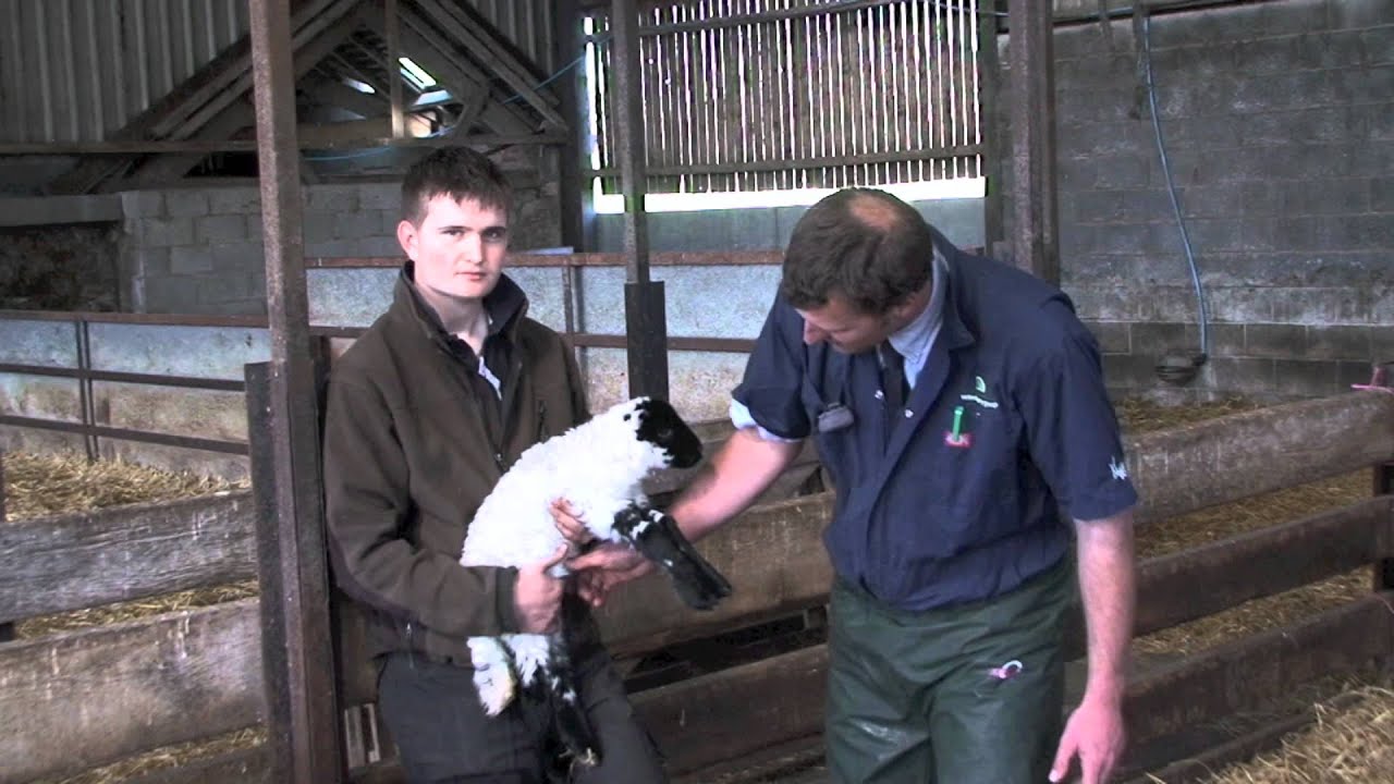Basic lamb care