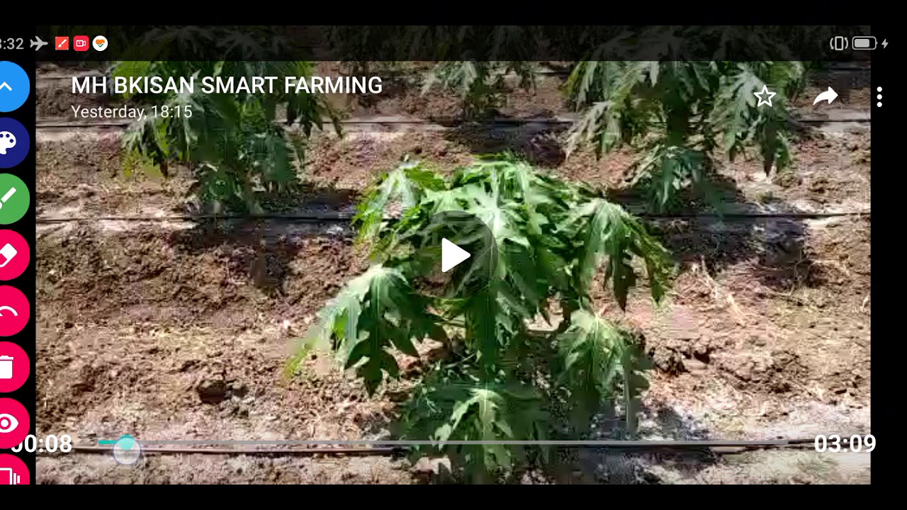 903- papaya farming MH 7697438222 पपीता खेती किसान पाठशाला BALRAM KISAN 26,04,2020
