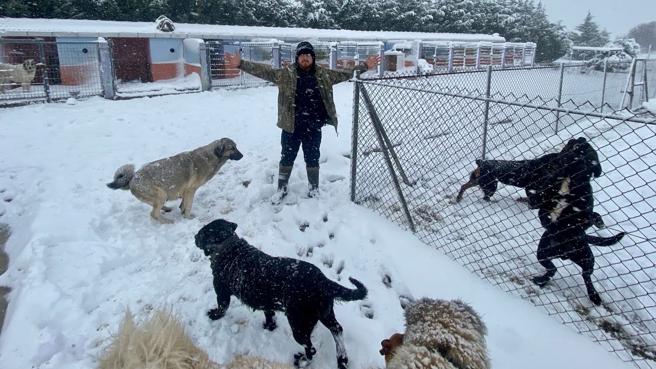 &Ccedil;iftlik Karlar Altında Kaldı K&ouml;peklerin Kafesleri Bakın Ne Hale Geldi