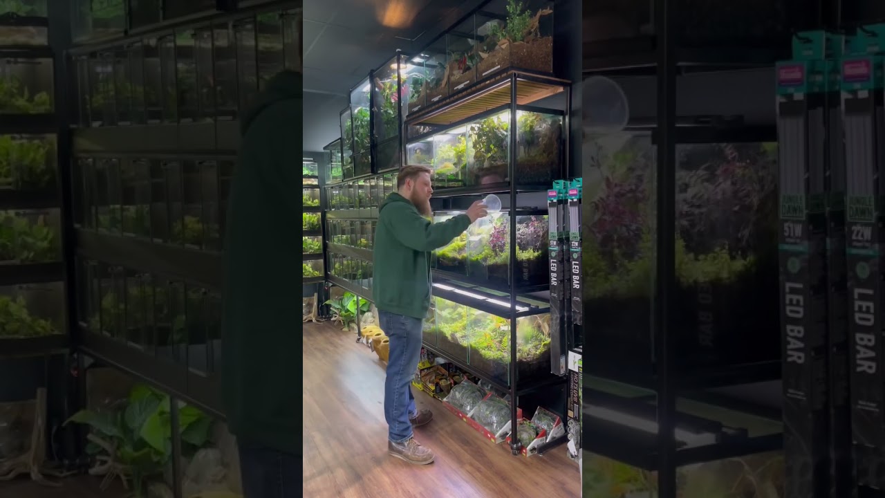 Feeding Dart Frogs #everevolvingexotics #reptileshop #tucson #arizona #dartfrogs #fruitflies #frogs