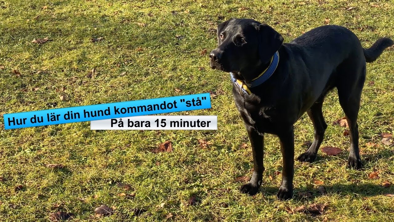 Hundträning - Lär din hund 