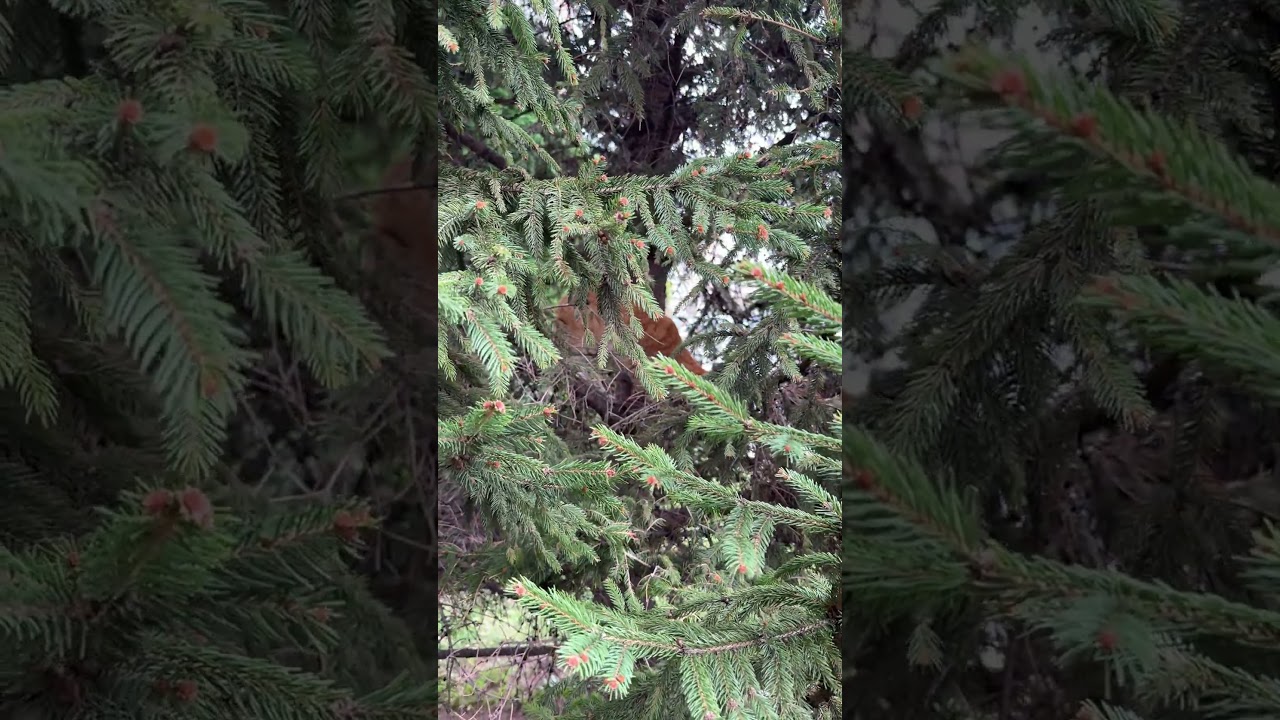 Bu kuş sesi onu yerinde tutamadı… 😻🐦