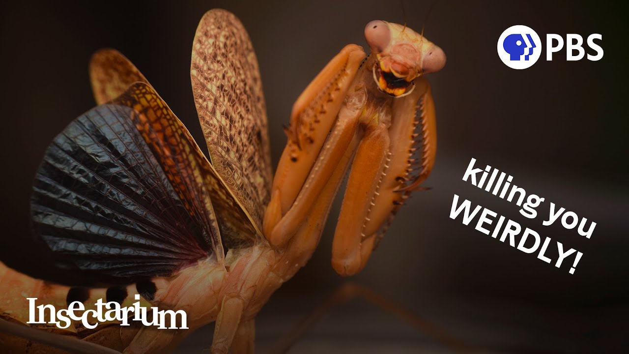 How Mantises Became Nature’s Strangest Assassins