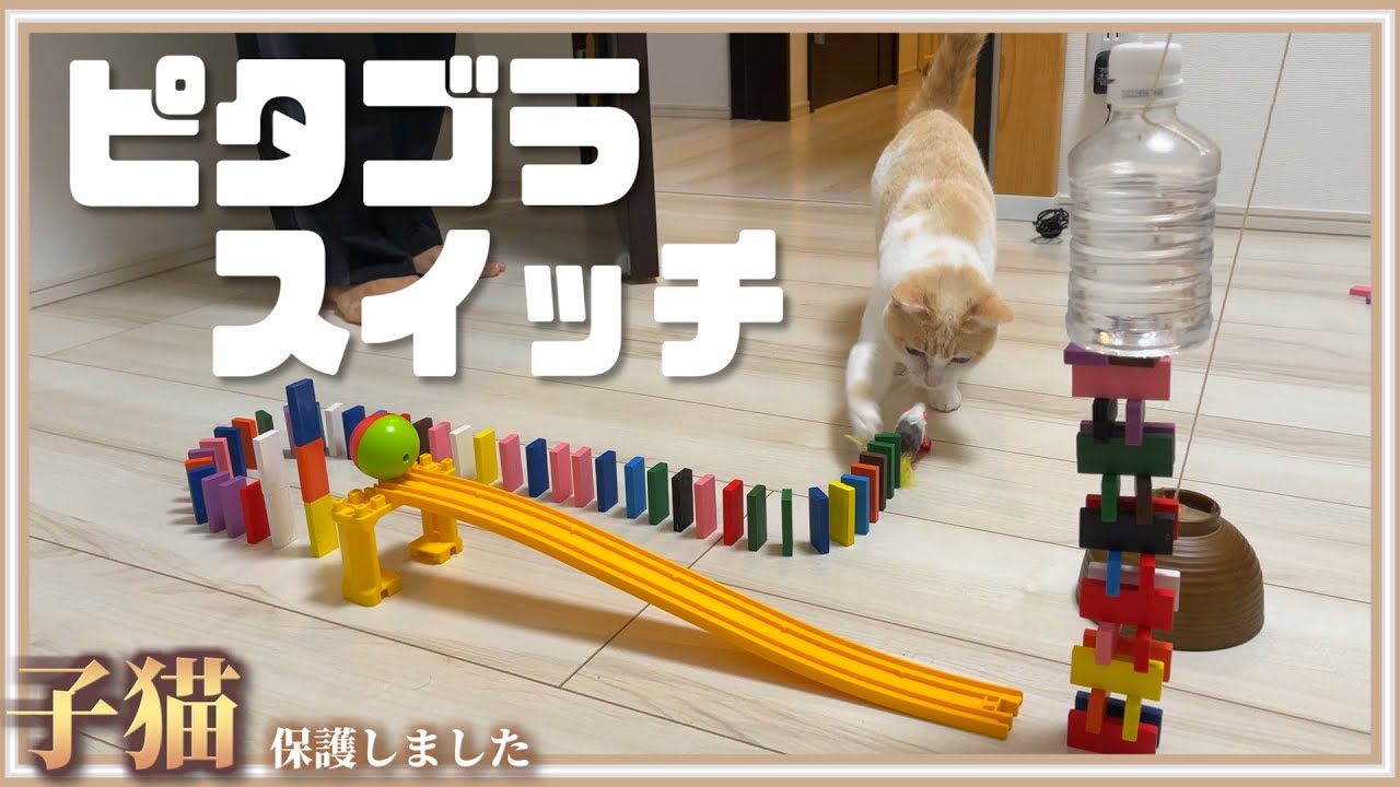 【爆笑】猫のドミノの倒し方が予想の斜め上すぎた