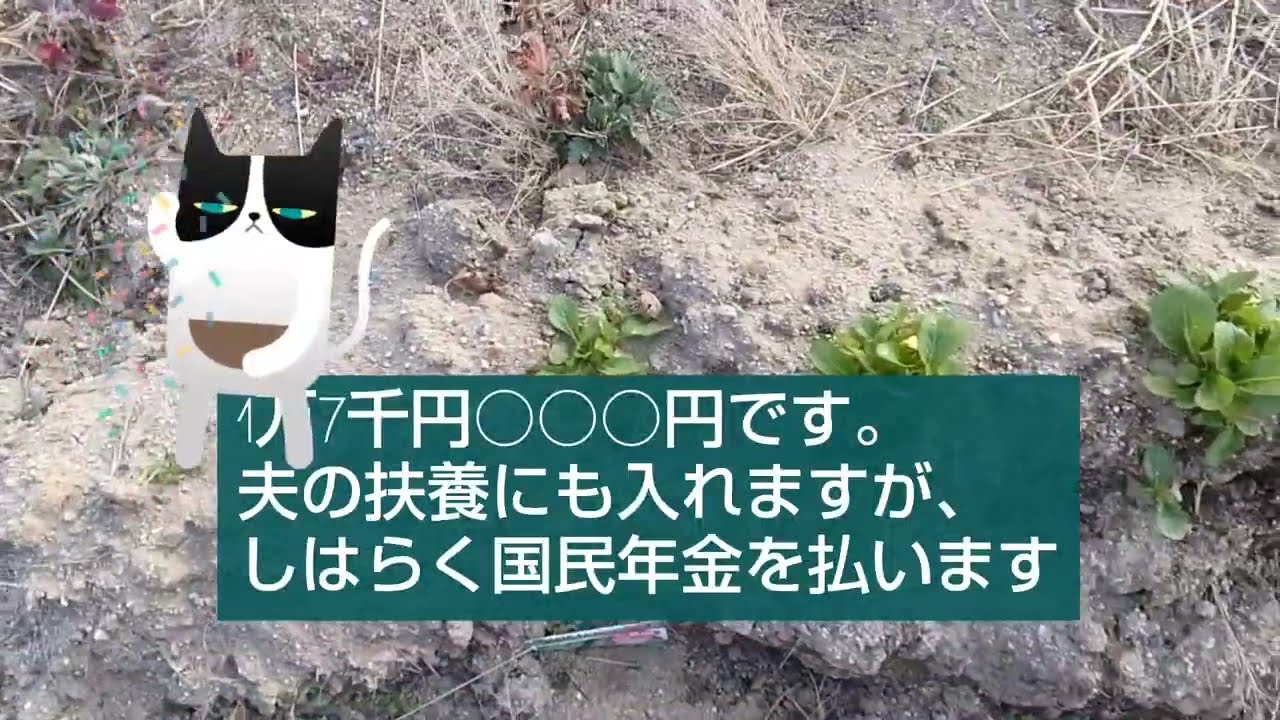 液体肥料まき、水やり、年金、国保の保険料払いの雑談