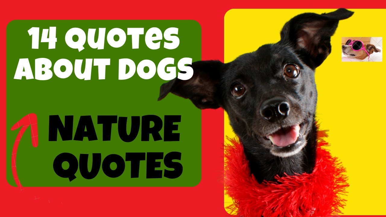 14 Quotes about Dogs - Quotes about life lessons #quotes #africa #music