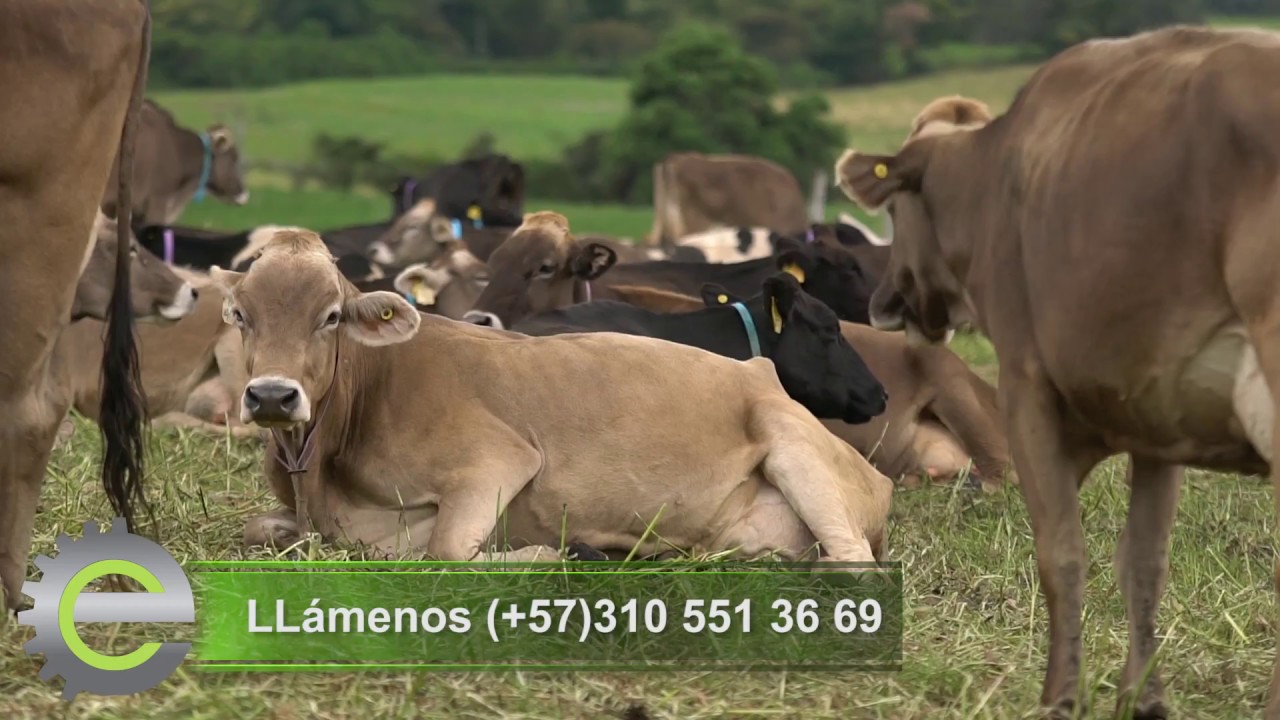 EMPRESARIOS DEL CAMPO PARDO SUIZO GANADERÍA EL VERGEL 09-09-2017