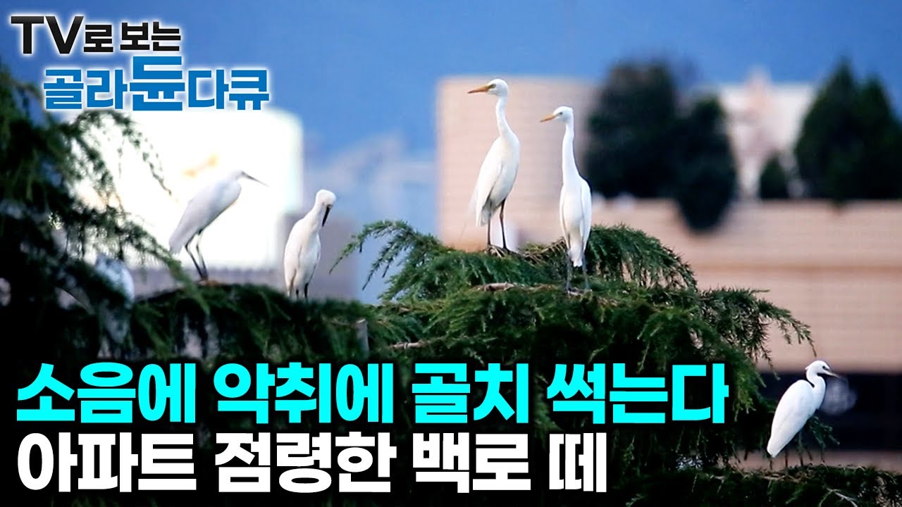 기하급수적으로 늘어나는 개체 수에 주민들은 속수무책. 도심 한복판 아파트 점령한 백로 떼｜하나뿐인 지구｜#골라듄다큐