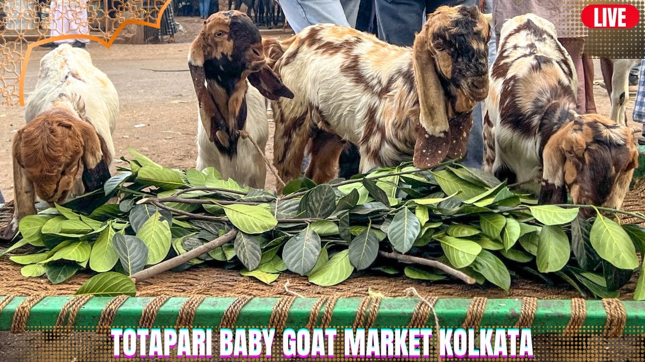 Asia Bakri Mandi is live