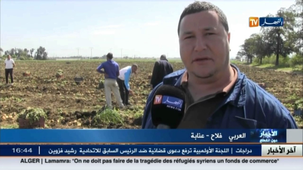 عنابة: إنطلاق عملية جني منتوج البطاطا .. والفلاحون يشتكون غياب المتابعة