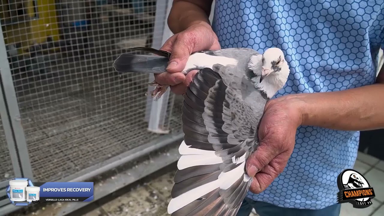 Tara na sa loft ni master BENITO GO QUE para maturuan tayo ng kanyang personal pigeon tips.