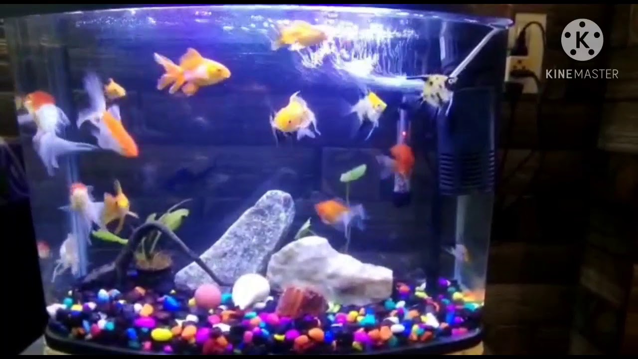 Silvar gold fish/Oranda gold fish/Fresh water Angal  fish/Rad cap gold fish/Oranda black cap fish