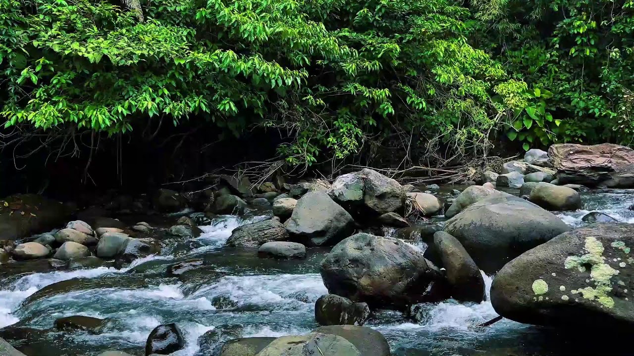 Tropical Forest River Flowing Over Stones – Real Nature ASMR for Sleep & Focus