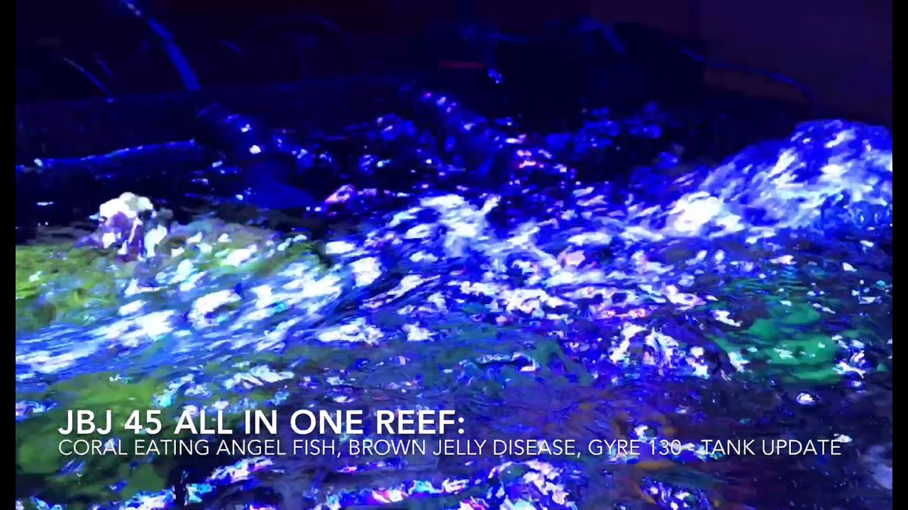 Angel Fish eating Corals, Brown Jelly Disease, Gyre 130 - Reef update
