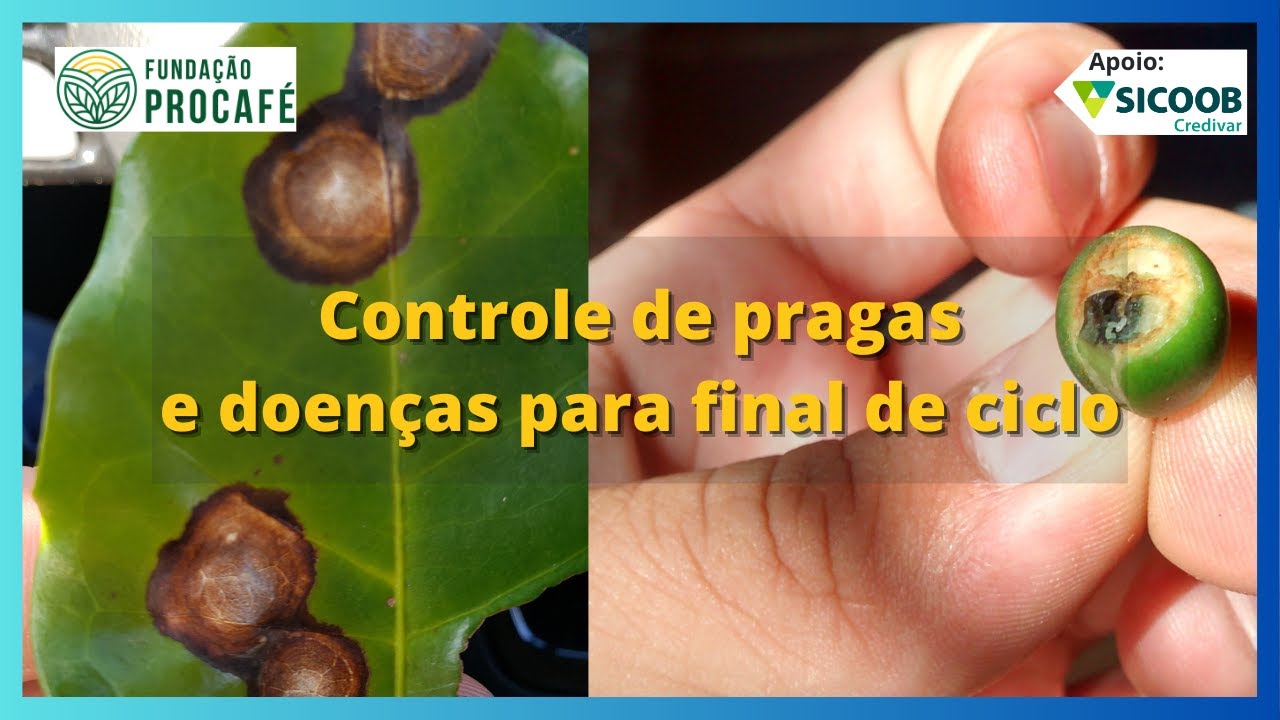 Podcast #117 - Controle de pragas e doenças para final de ciclo