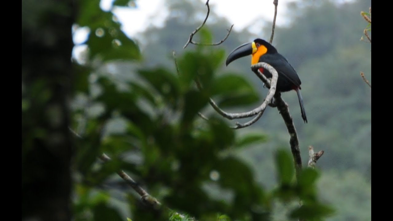 Global Seminar: Conservation Biology & Practice in Brazil's Atlantic Forest