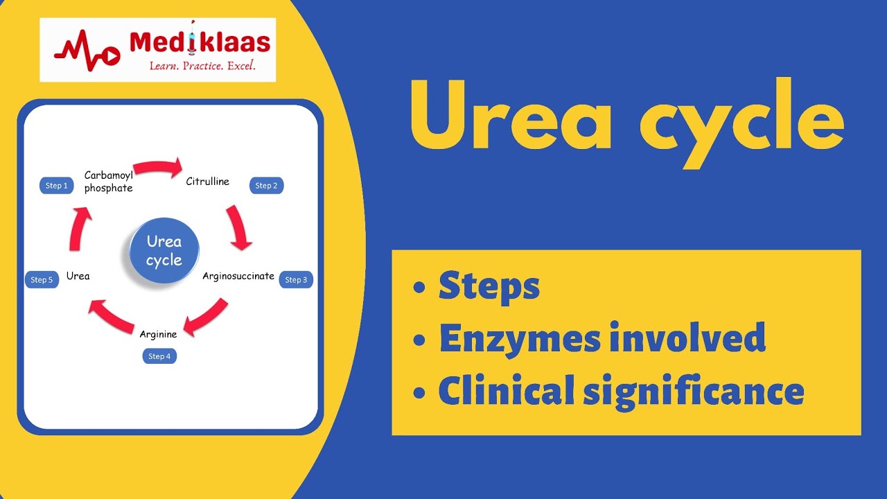 Urea cycle biochemistry