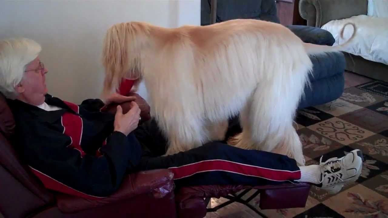 Afghan Hound Right Way Pearl.mp4