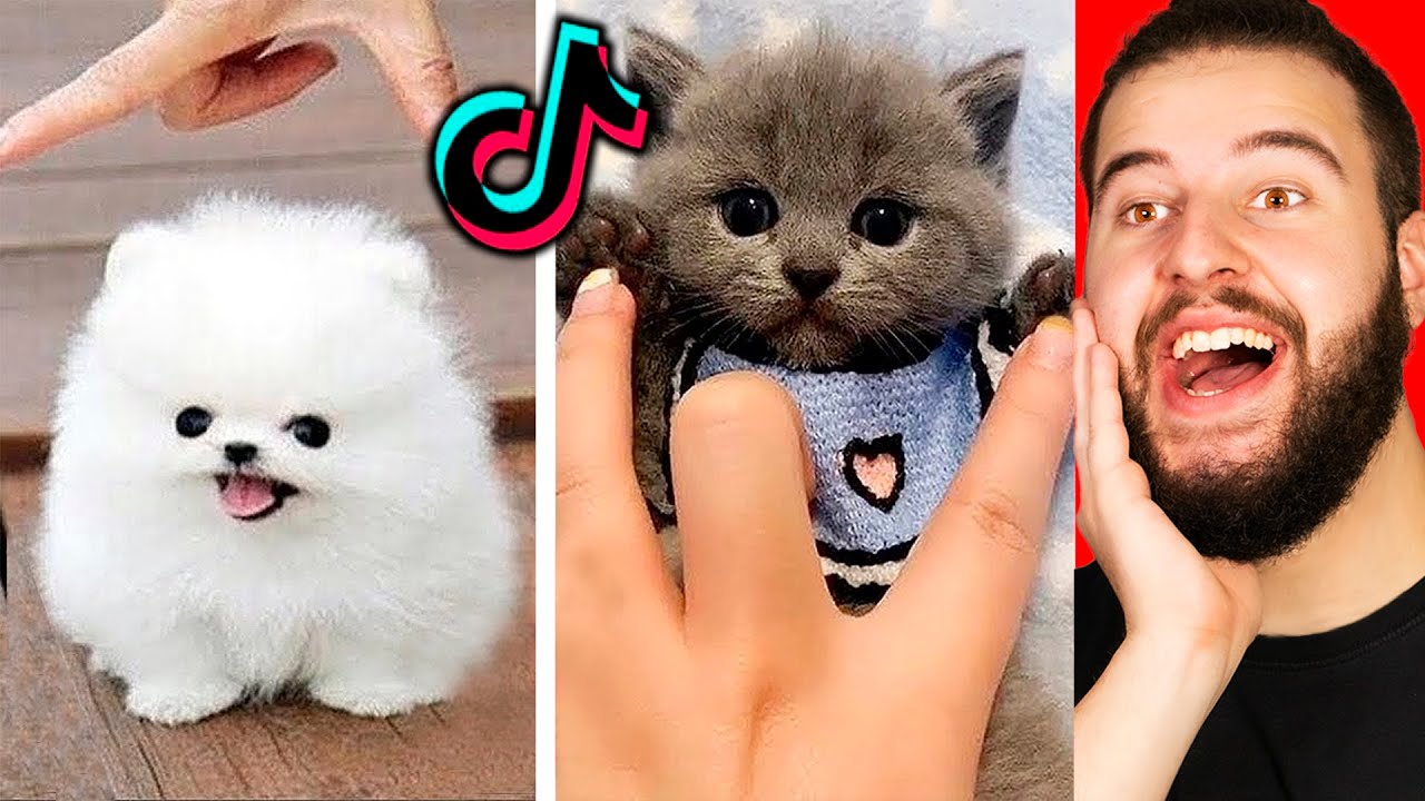 Милые животные в Tik Tok, которые заставят вас смеяться
