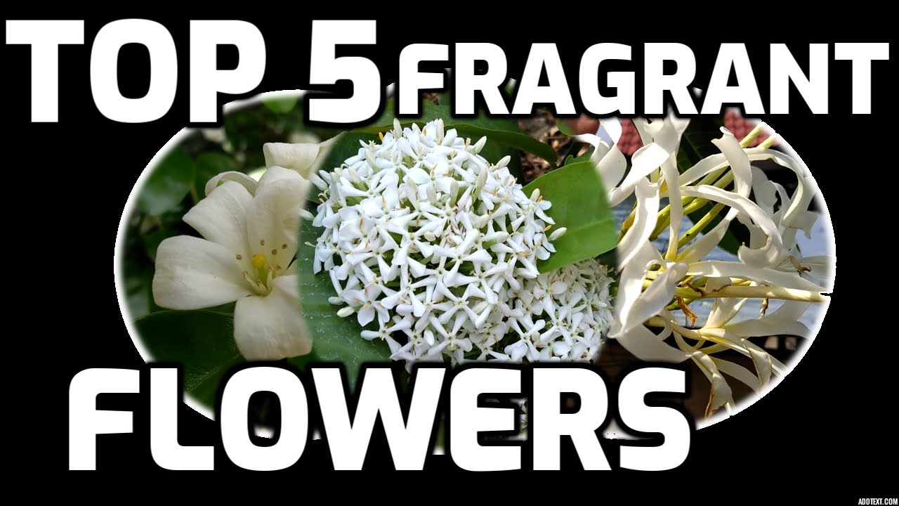 Top 5 fragrant flowers (nice  smelling flowers)