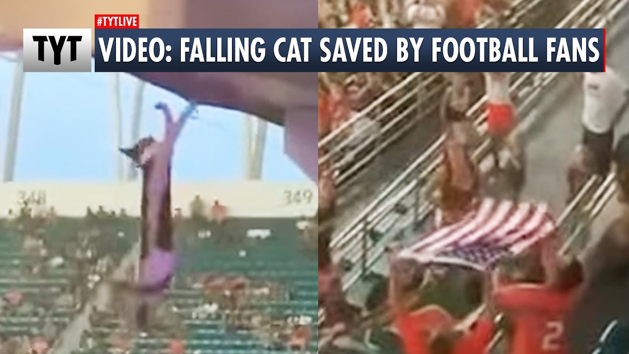 VIDEO: Fans Save Falling Cat At College Football Game