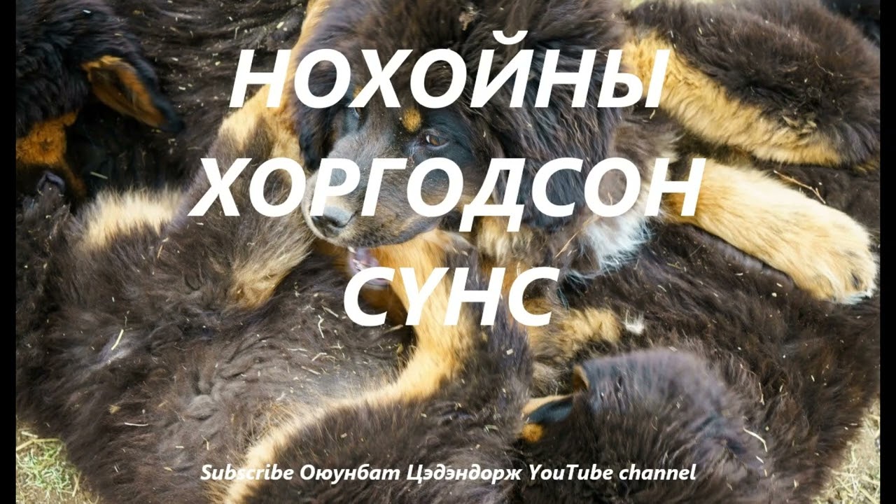 Нохойны хоргодсон сүнс буюу нохой тогтдоггүй айл /Болсон явдал /Bolson yavdal