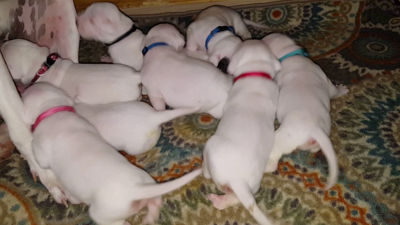 18 Day Old Dogo Argentino Hungry Puppies yoamordogos
